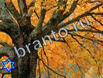 ответы на игру Найди животных Уровень 2067