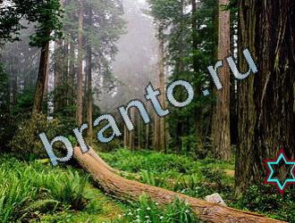 ответы на игру Найди животных Уровень 2069