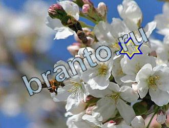 ответы на игру Найди животных Уровень 2071