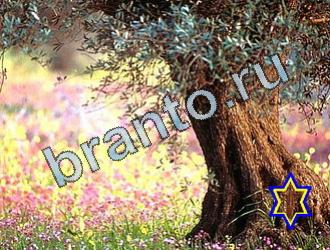 ответы на игру Найди животных Уровень 2072