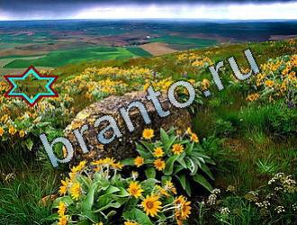 ответы на игру Найди животных Уровень 2076