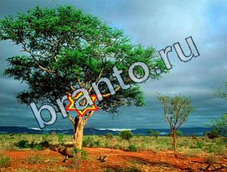 ответы на игру Найди животных Уровень 2077