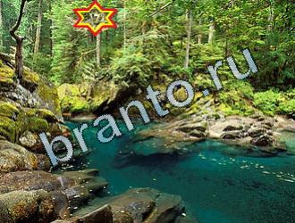 Найди животных ответы на игру Уровень 2081