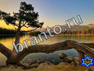 ответы на игру Найди животных Уровень 2082