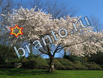 ответы к игре Найди животных Уровень 2083