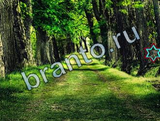 ответы на игру Найди животных Уровень 2085