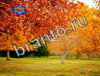 ответы на игру Найди животных Уровень 2088