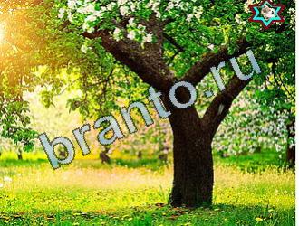 подсказки Найди животных Уровень 2094