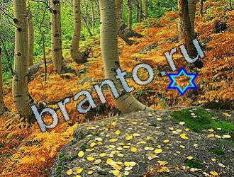 ответы на игру Найди животное Уровень 2095