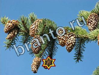 ответы на игру Найди животных одноклассники Уровень 2098