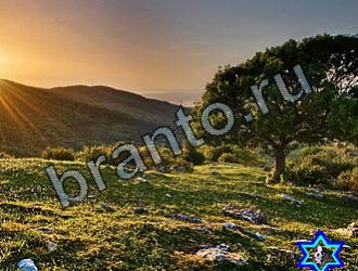 ответы на игру Найди животных Уровень 2102