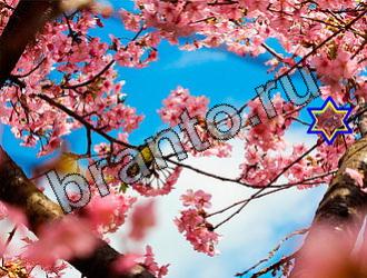 ответы на игру Найди животных Уровень 2104