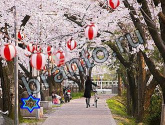 ответы на игру Найди животных Уровень 2107