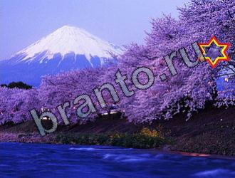 Найди животных подсказки в одноклассниках Уровень 2108