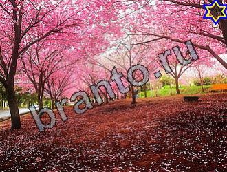 Игра Найди животных ответы Уровень 2110