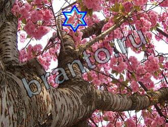 ответы на игру Найди животных Уровень 2116