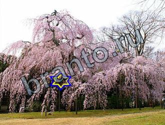 ответы на игру Найди животных Уровень 2117