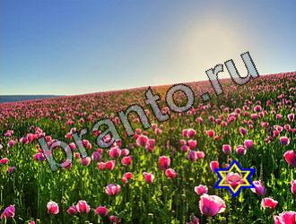 ответы на игру Найди животных Уровень 2118