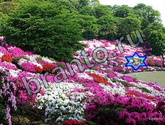 ответы на игру Найди животных Уровень 2123