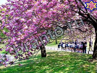 ответы на игру Найди животных Уровень 2124