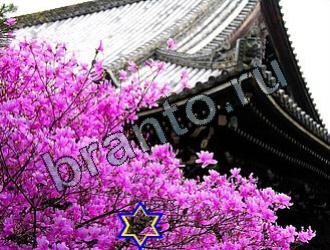 ответы на игру Найди животных Уровень 2126