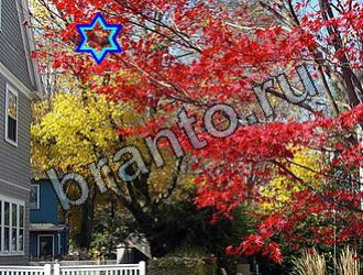 ответы на игру Найди животных Уровень 2127