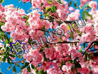 подсказки к игре Найди животных Уровень 2128