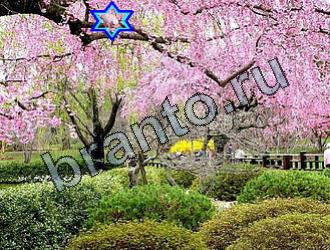 ответы на игру Найди животных Уровень 2129