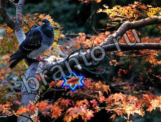 ответы на игру Найди животных Уровень 2130