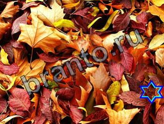 Найди животных ответы на игру Уровень 2131