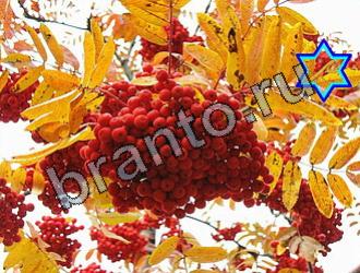 ответы на игру Найди животных Уровень 2132