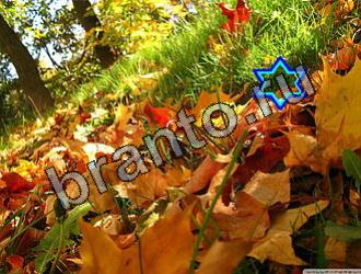 Найди животных Уровень 2137