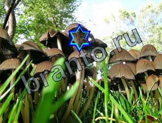 ответы на игру Найди животных Уровень 2138