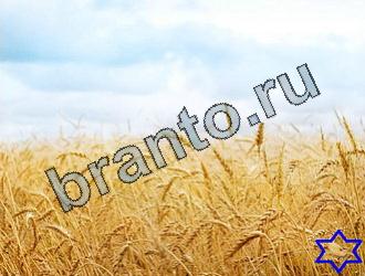 ответы на игру Найди животных Уровень 2146