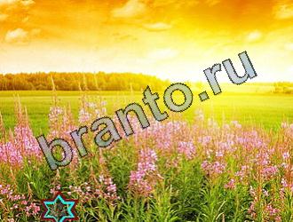 ответы на игру Найди животных Уровень 2159