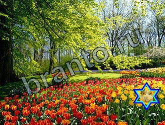 ответы на игру Найди животных Уровень 2165