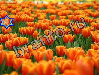 ответы на игру Найди животных Уровень 2167