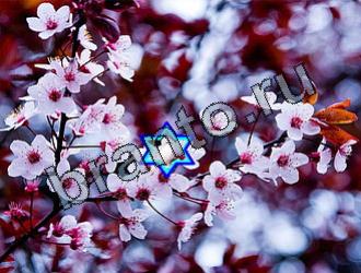 ответы на игру Найди животных Уровень 2174