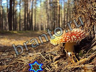 ответы на игру Найди животных Уровень 2175