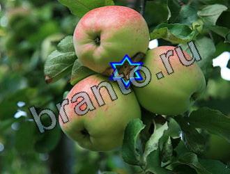 ответы на игру Найди животных Уровень 2177