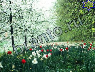 ответы на игру Найди животных Уровень 2180