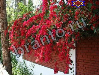 ответы к игре Найди животных Уровень 2183