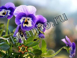 ответы на игру Найди животных Уровень 2186