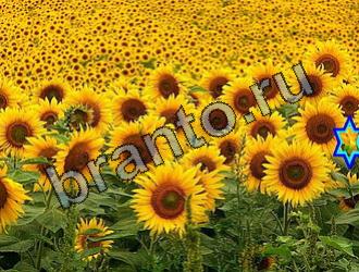 Найди животных Ответы Уровень 2189