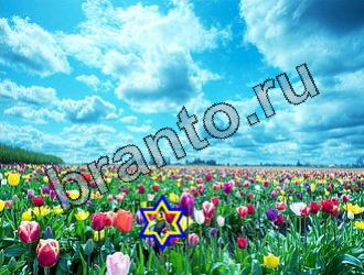 ответы на игру Найди животных Уровень 2192