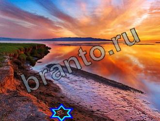 подсказки Найди животных Уровень 2194