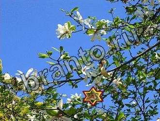 ответы на игру Найди животное Уровень 2195