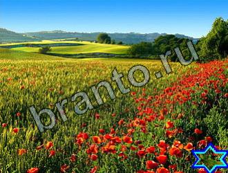 помощь на игру Найди животных Уровень 2199