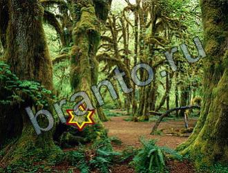 ответы на игру Найди животных Уровень 2206