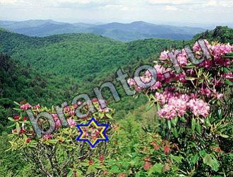 Игра Найди животных ответы Уровень 2210